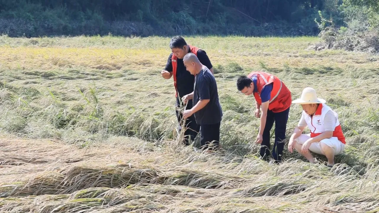 中华财险业务员查勘李本跃家受灾水稻面积现场(康序今 摄)