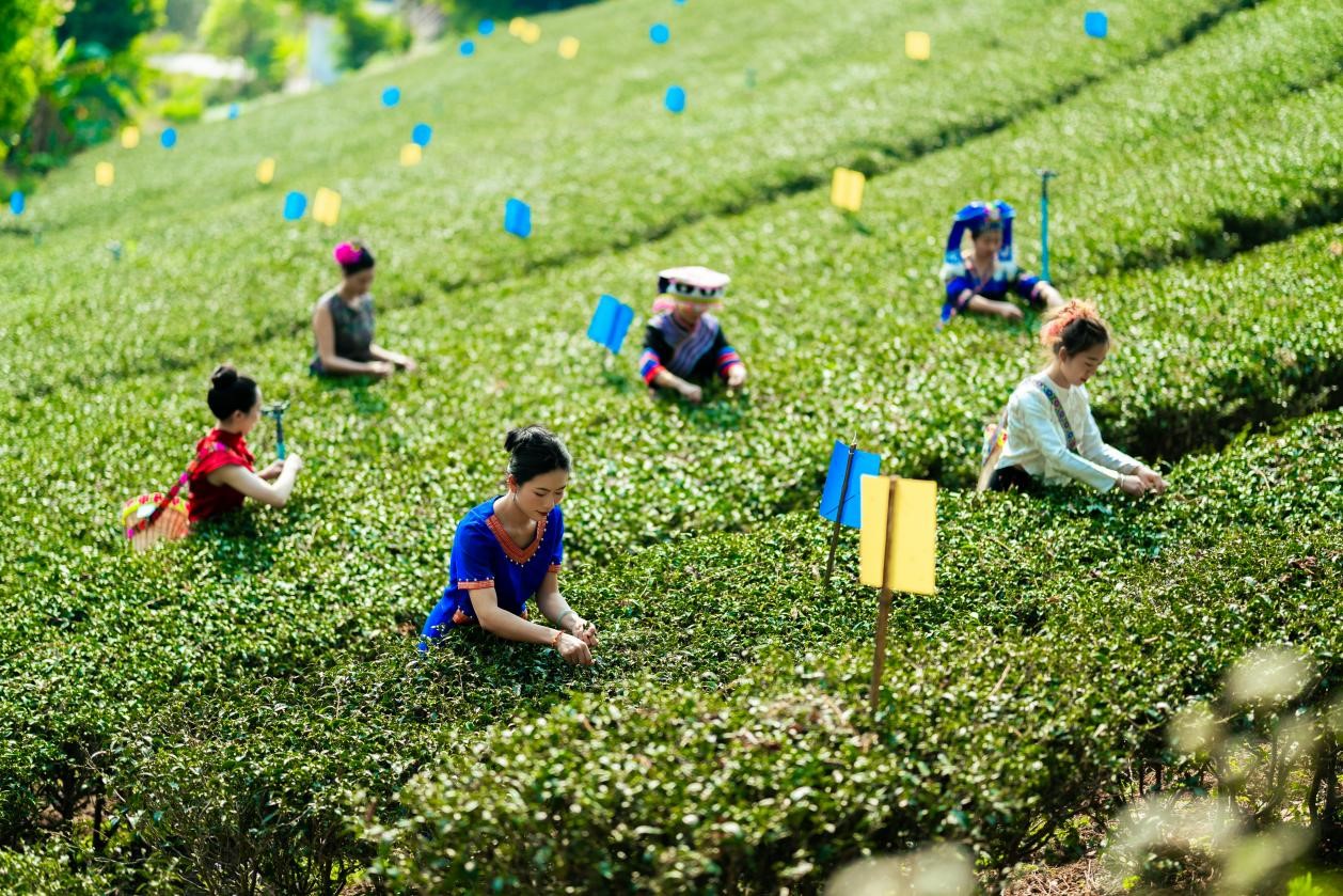 荣康达乌龙茶庄园采茶现场 (李贞涛 摄)