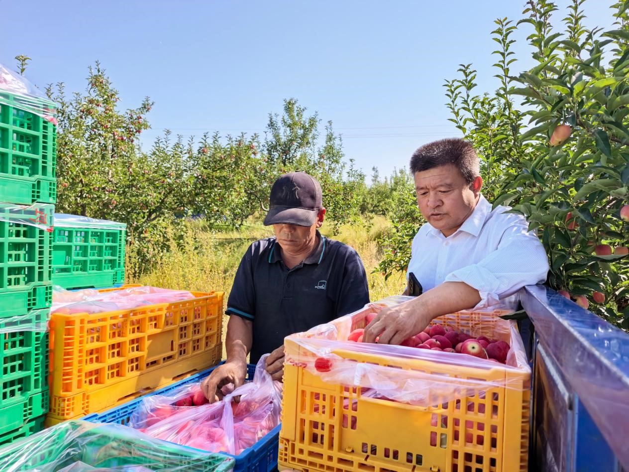 纪凤山(右)查看鸡心果品质 (秦英 摄)