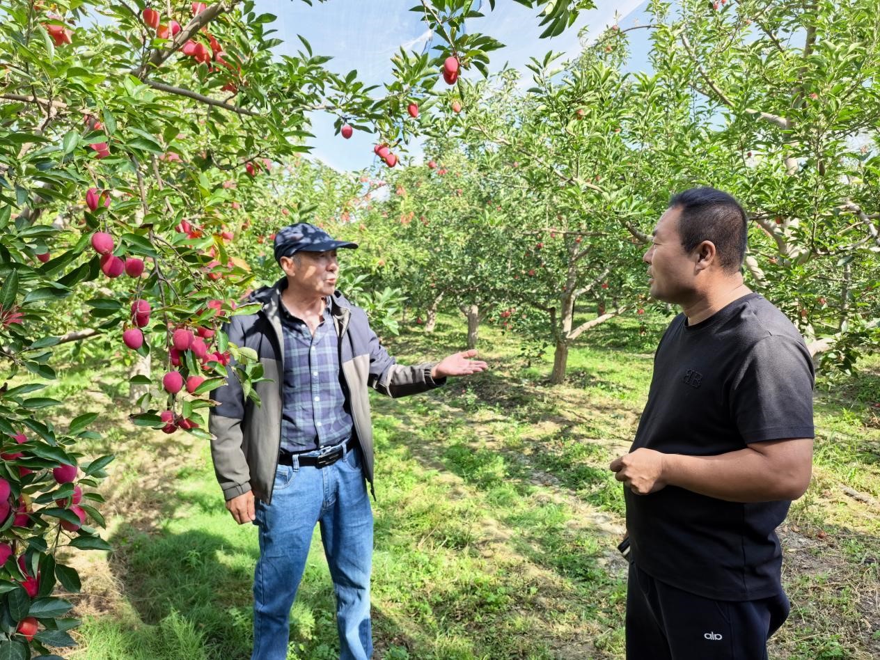 杨立辉(右)和客商到标准化鸡心果园实地考察 (刘源丰 摄)