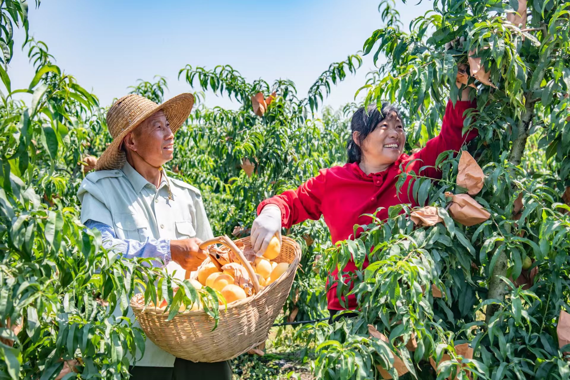 村民正在采摘黄桃(李明 摄)
