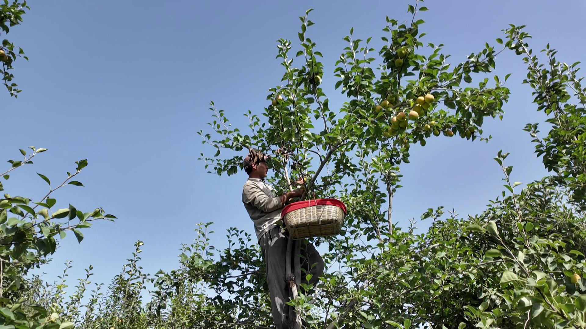 种植户正在采摘香梨(孙季鸿 摄)