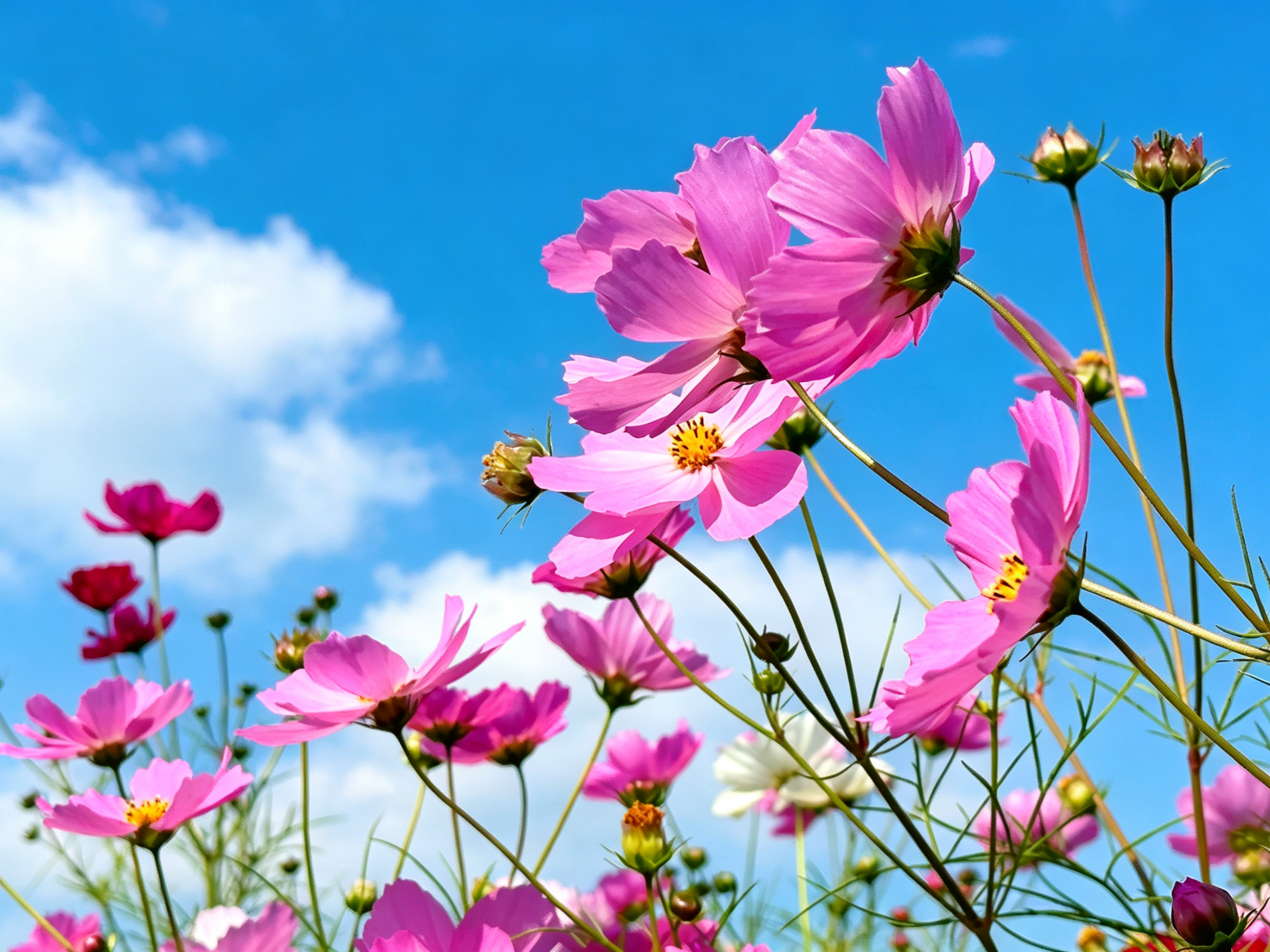 格桑花(于海静 摄)