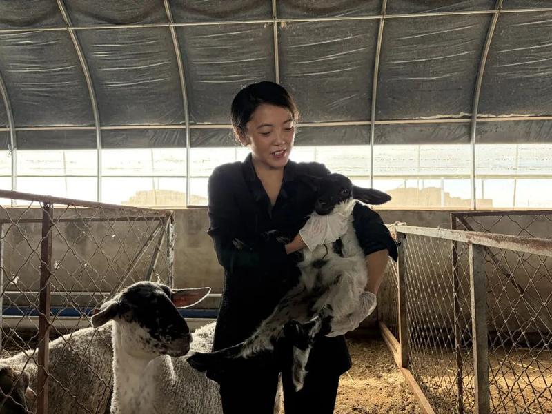 杨莉看着刚出生的军垦肉羊露出幸福的微笑(郑瑶 摄)