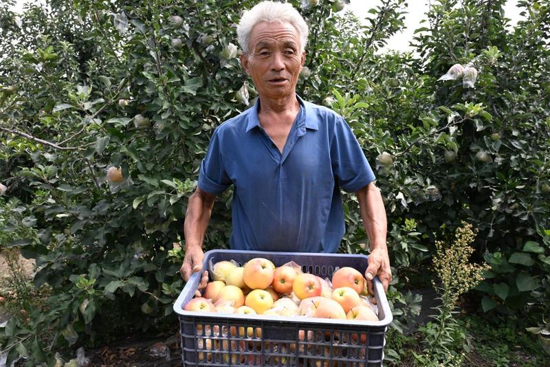 青中埠村果农在果园搬运苹果(张涛 摄)