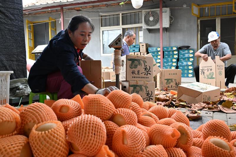 果农将秋月梨分拣、包装、装箱,供应市场。(张涛 摄)