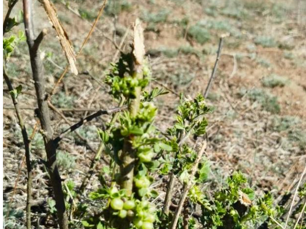 平茬后锦鸡儿植株切口质量、萌芽情况。(冯梦馨 摄)