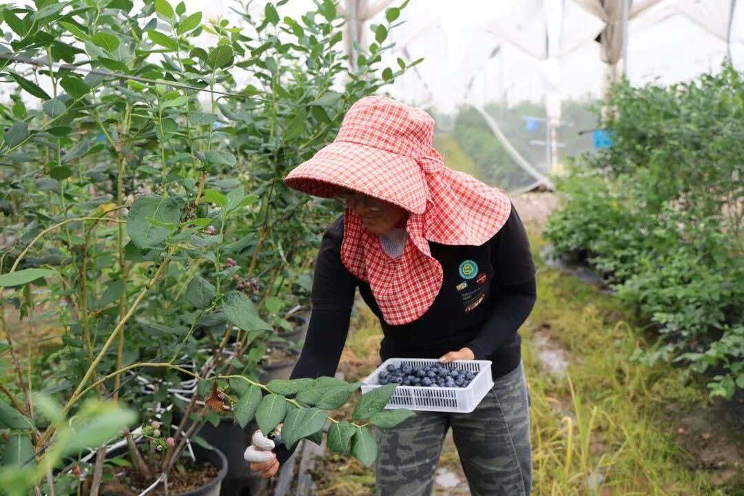 农户采摘蓝莓 (罗金旺 摄)