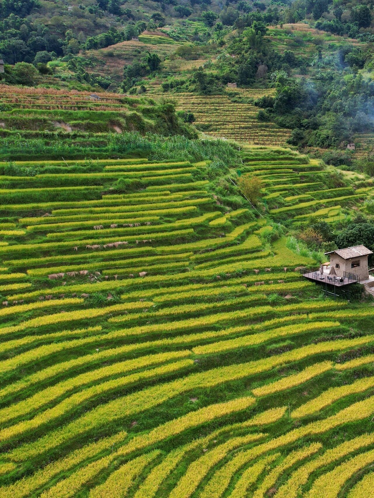 昌宁优质稻种植基地 (于文林 摄)