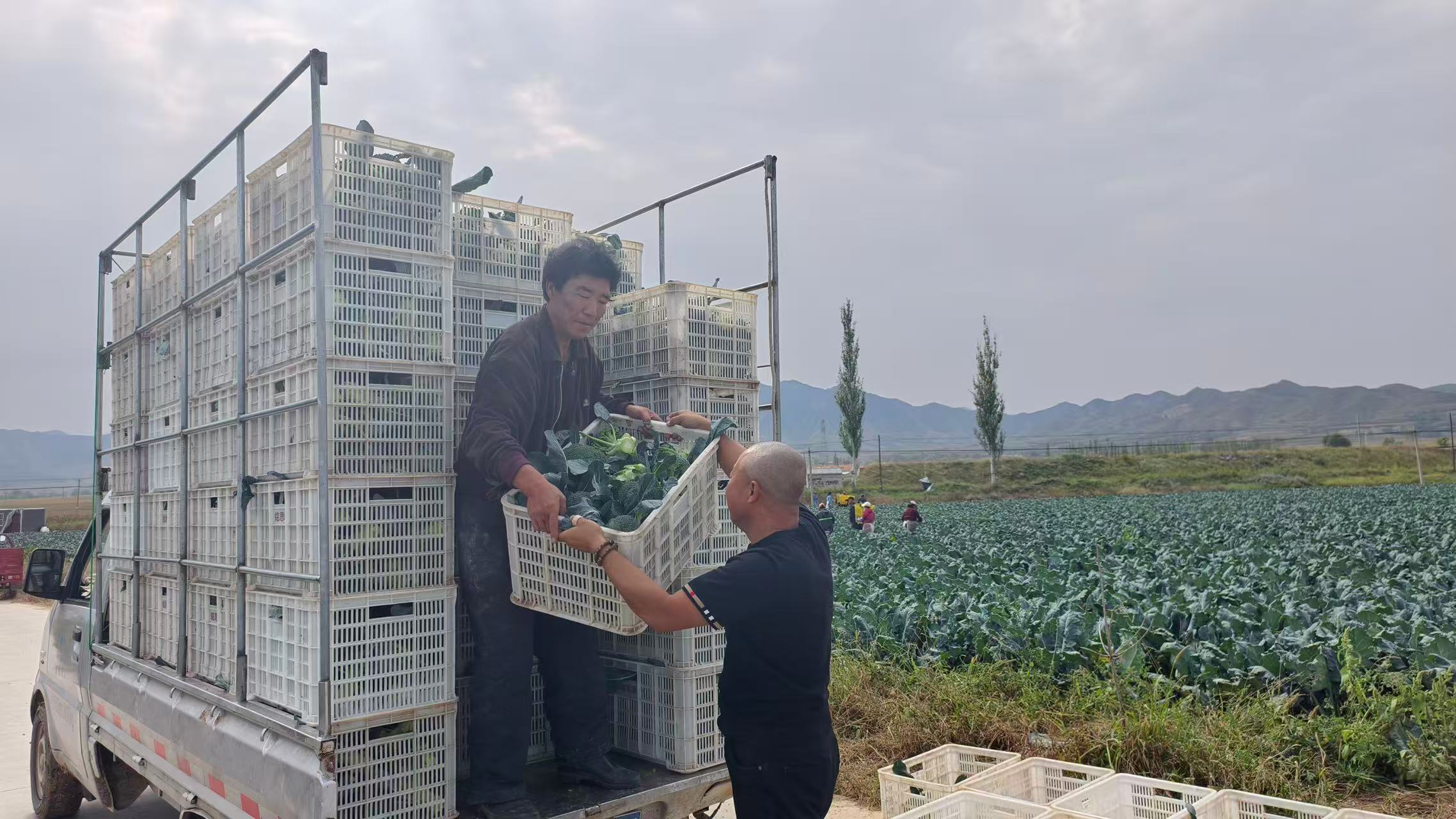 新鲜西蓝花采收装车(马明清 摄)