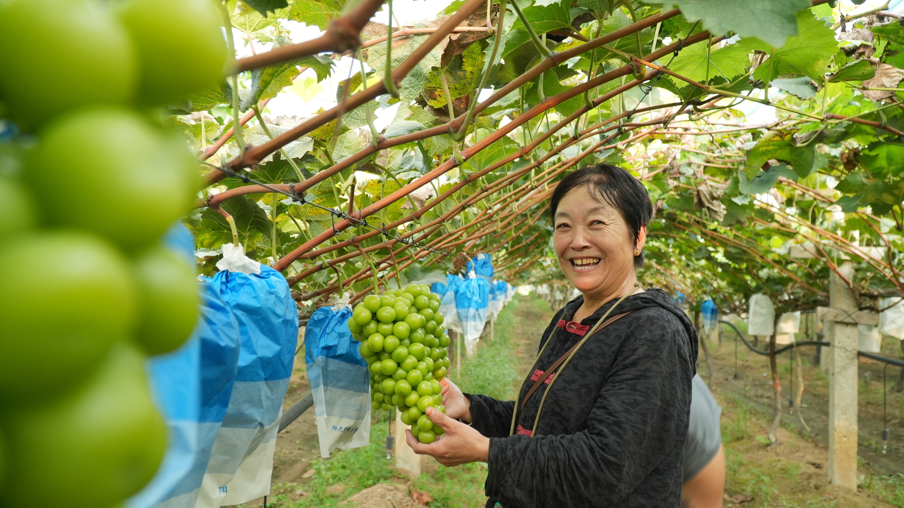 黄河廊道沿岸葡萄种植园农户正在采摘葡萄 (王青伟 摄)