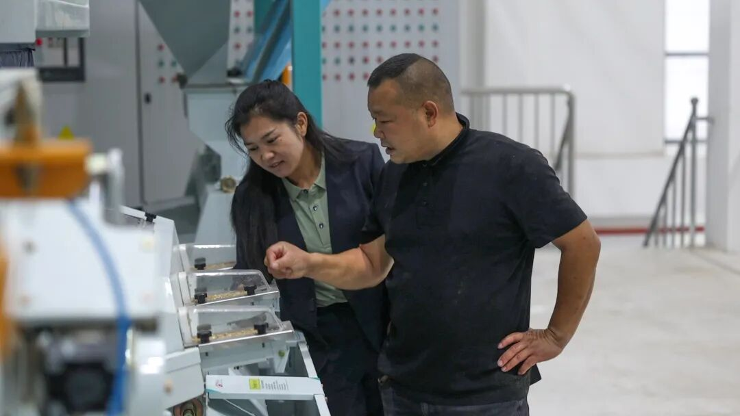 杨燕(左)和刘鹏程(右)查看加工后的香米(刘江 摄)