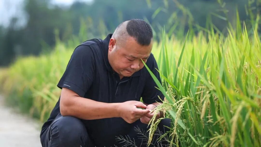 刘鹏程正在查看稻穗(胡德宝 摄)