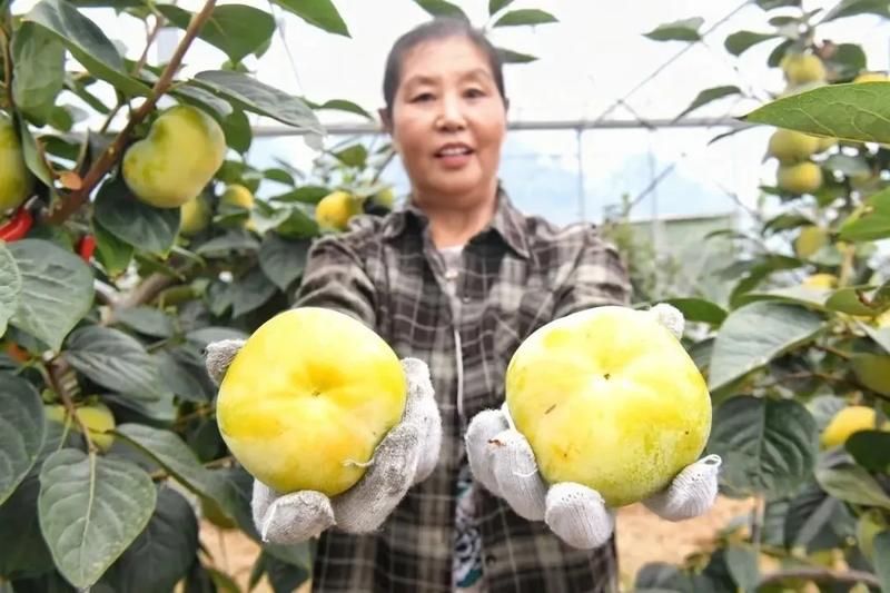 太秋甜柿迎来丰收,果农忙着采摘柿子。(陈三虎 摄)