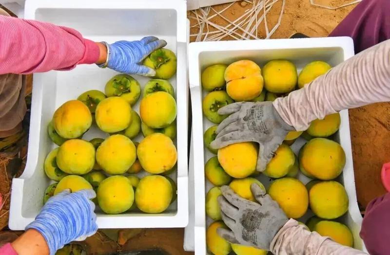 太秋甜柿个个圆润饱满,直径可达10公分。(陈三虎 摄)