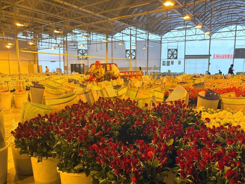 晋宁国际花卉综合物流中心项目(金耘 摄)