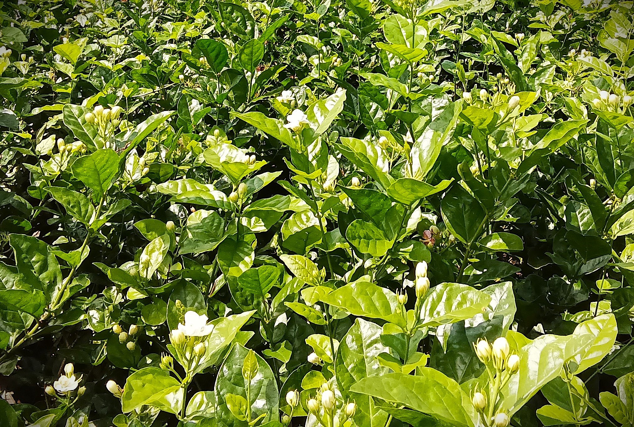 元江茉莉花 (黄谋 摄)