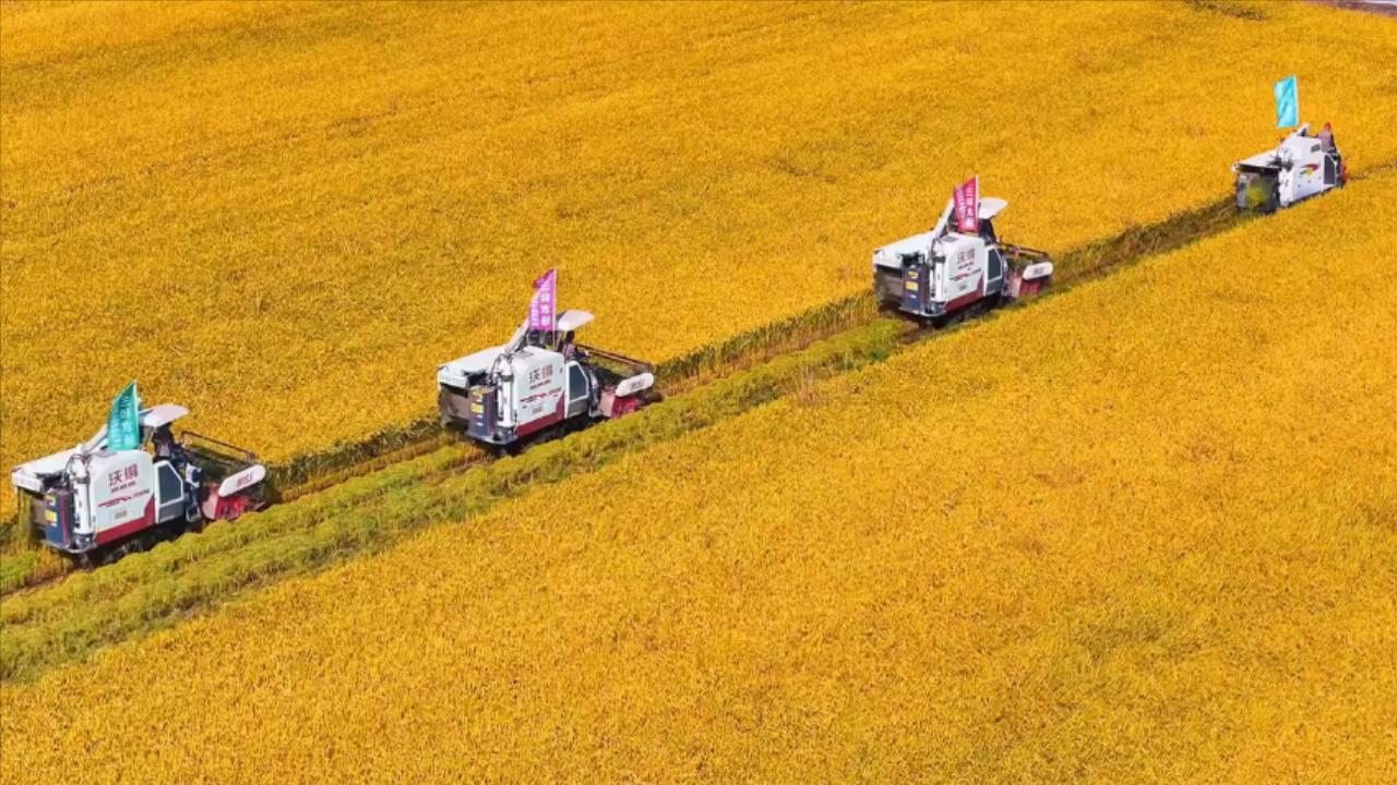 9月23日,第9个中国农民丰收节来临之际,辉南县万亩水田迎来开镰(蒋雨彤 摄)