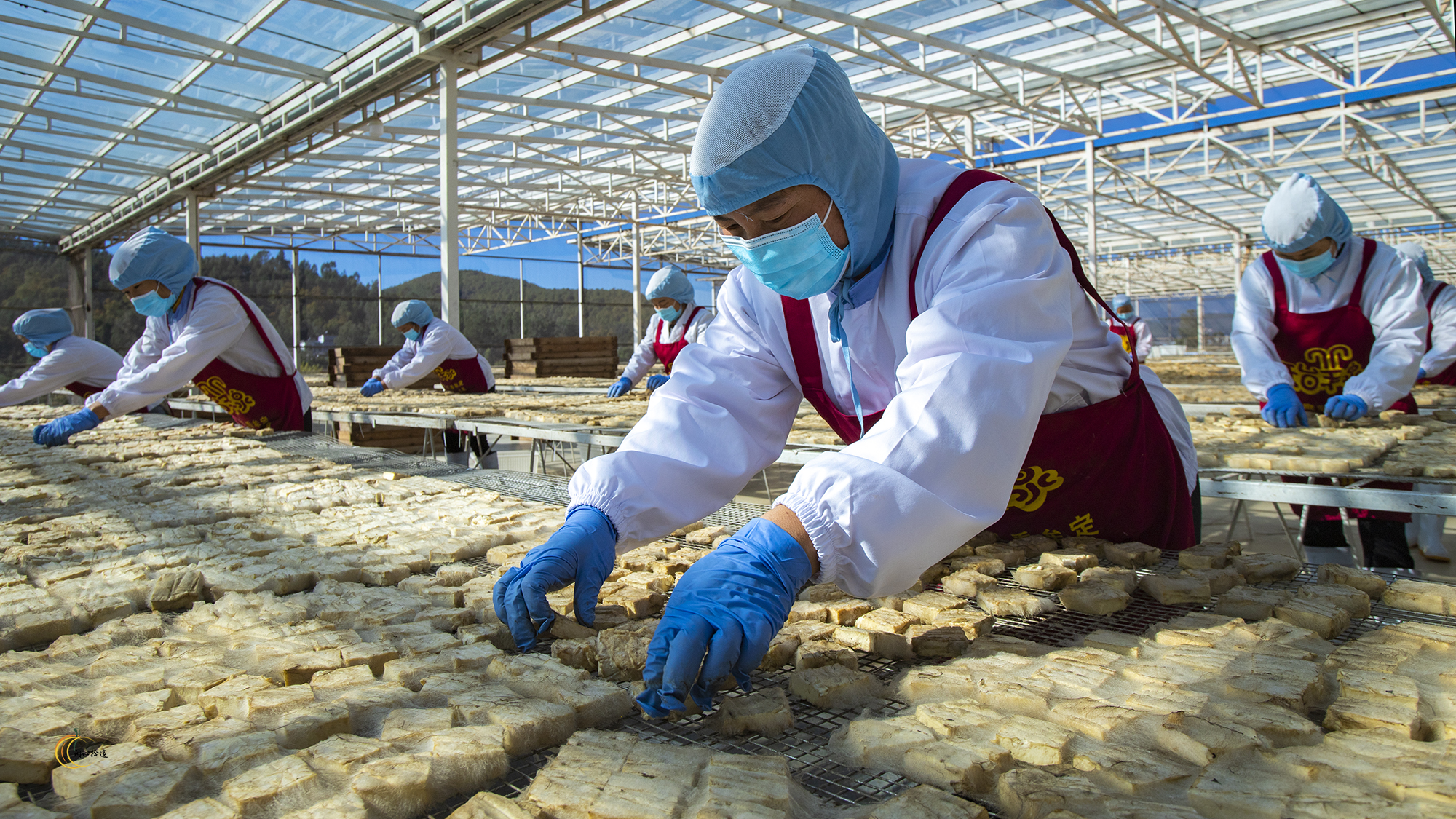 牟定腐乳生产现场(侯绍芹 摄)