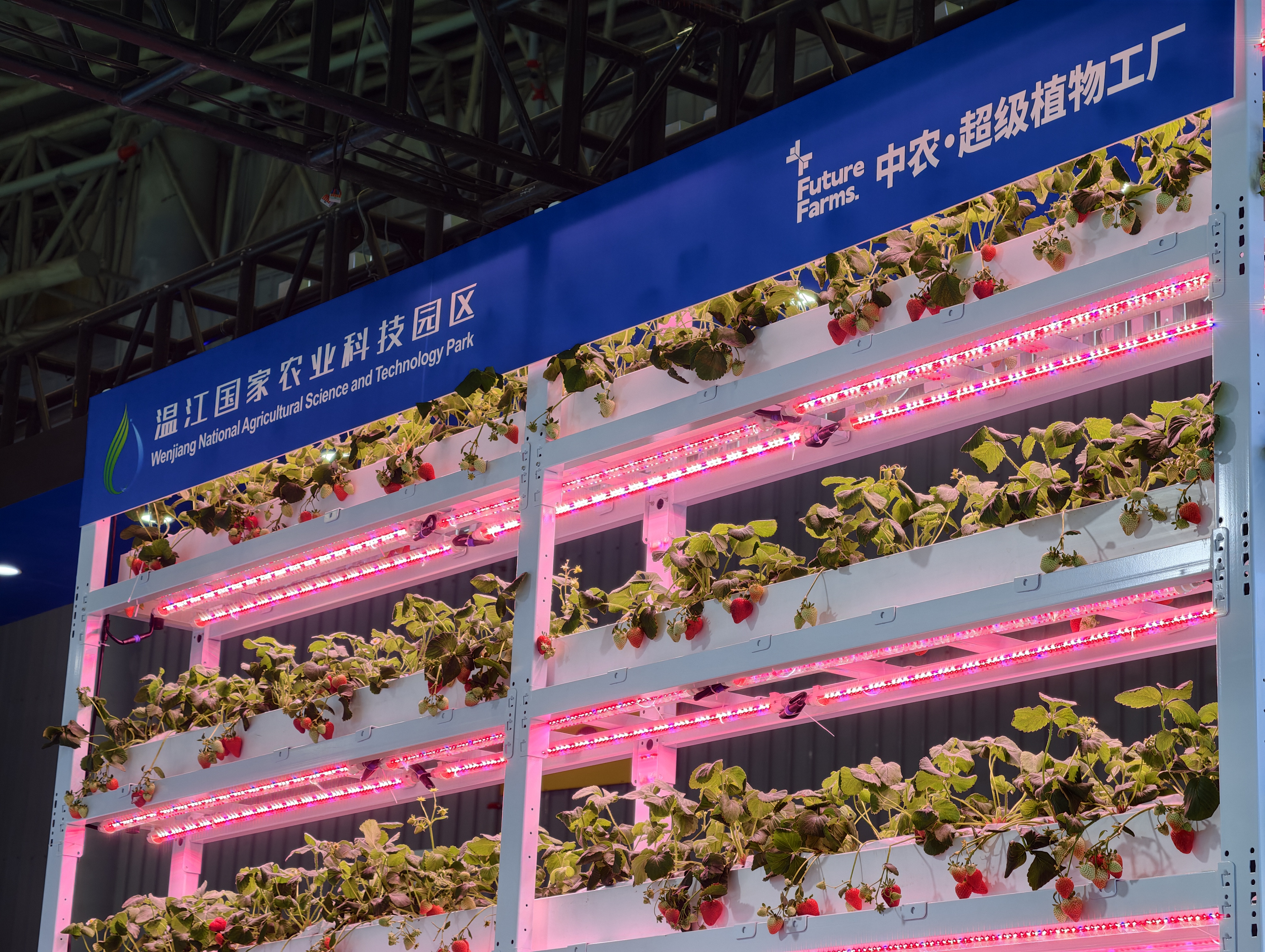 来自温江的超级植物工厂 (戚原 摄)