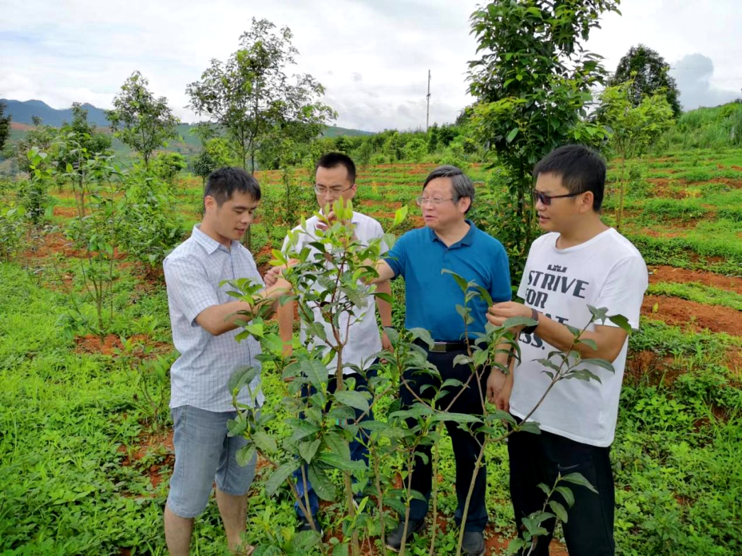 茶叶专家工作站专家到茶园开展科研(江荷 摄)