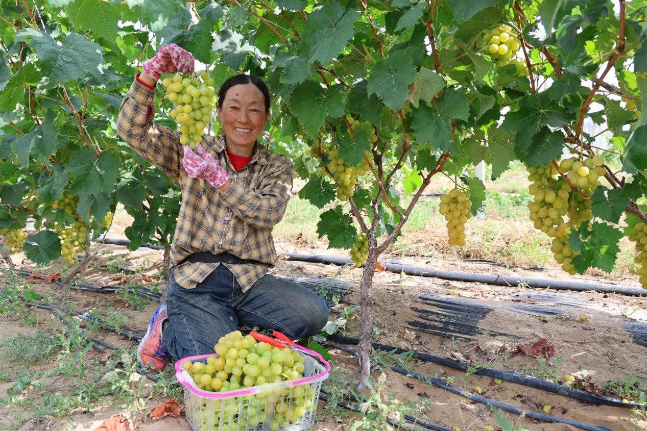 刘华开心地采收葡萄(邵云哲 摄)