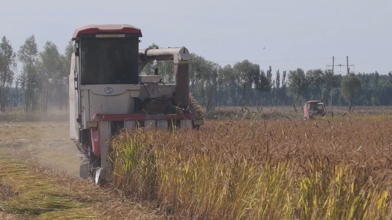 收割水稻(沈敏 摄)