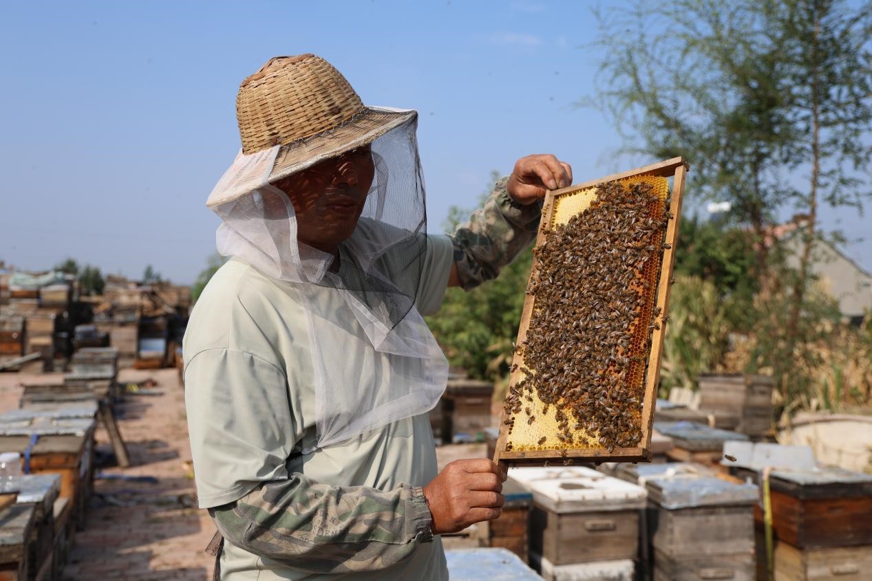 朱金有查看蜂巢(邵云哲 摄)