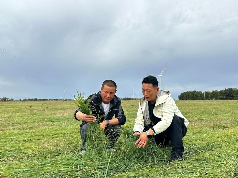 中科院植物研究所中科羊草团队工程师刘辉(右)与种植户一起查看收割后的羊草(杨景欣 摄)