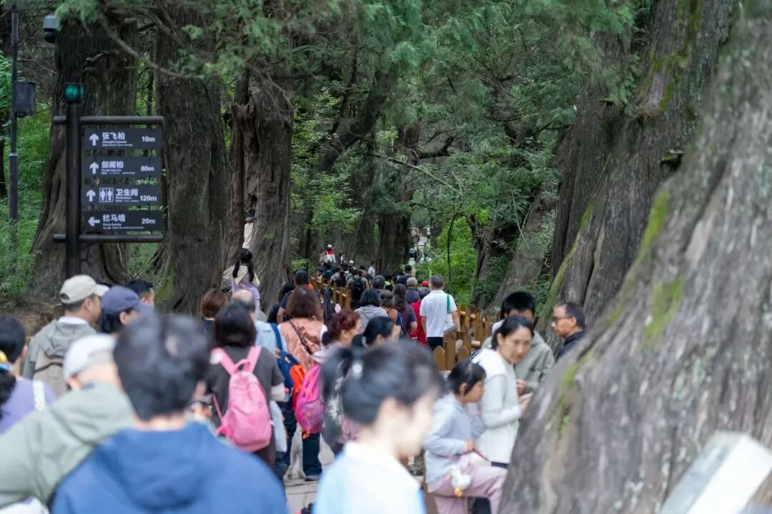 游客在翠云廊(徐程杰 摄)