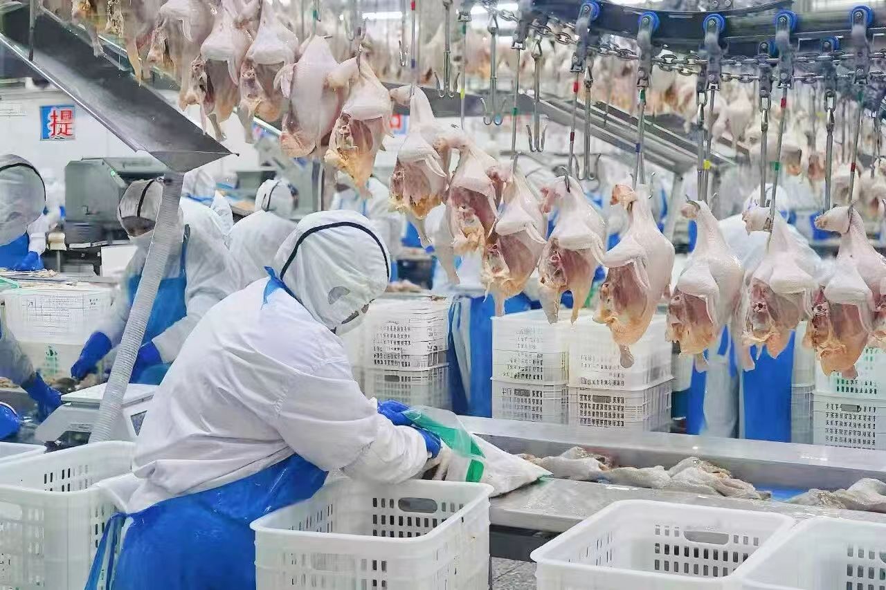 瓦房店白羽肉鸡生产车间(隋仪 摄)