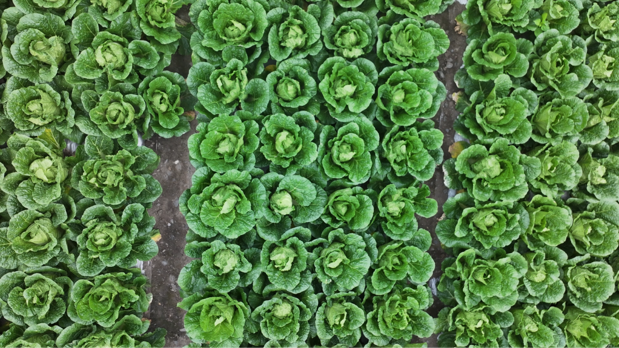 理县大白菜：40年变成万千农户的共富账本