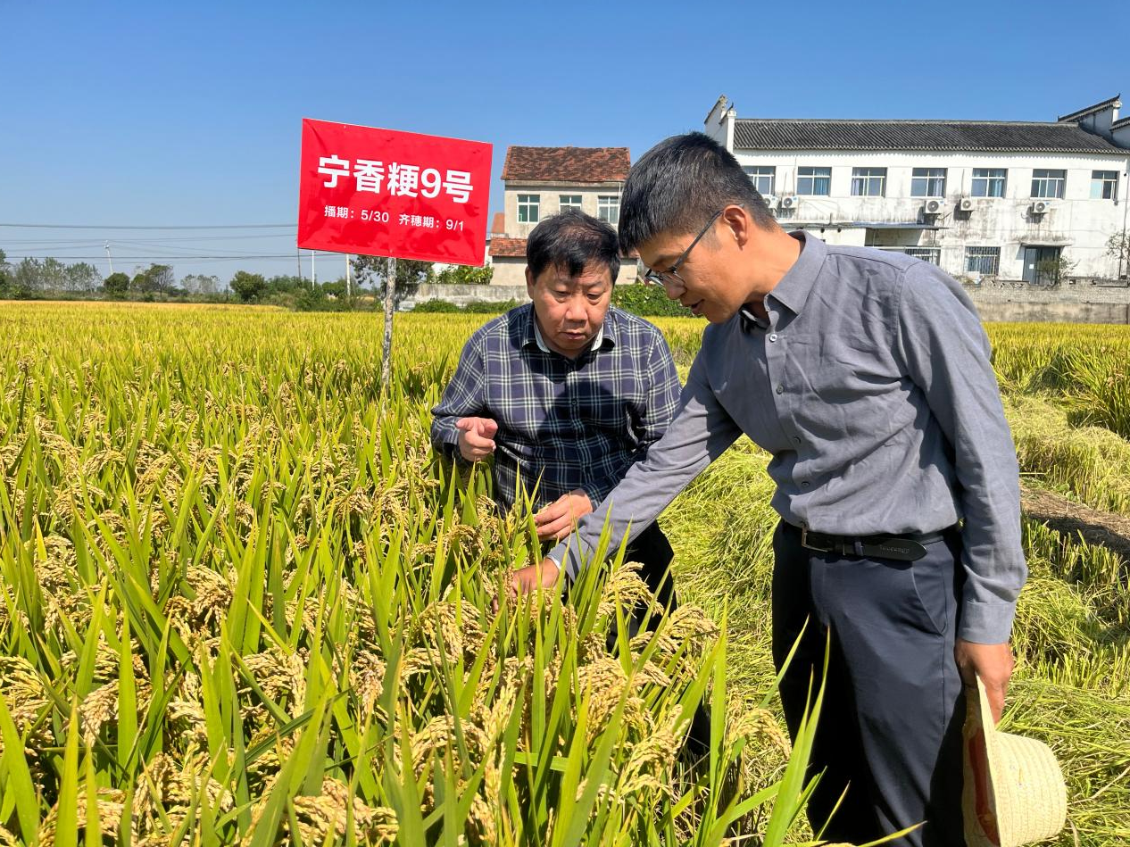 湖北省农科院首席科学家游艾青研究员(左一)与南京农业大学万建民院士团队成员田云录副研究员交流种植技术要点(项俊平 摄)