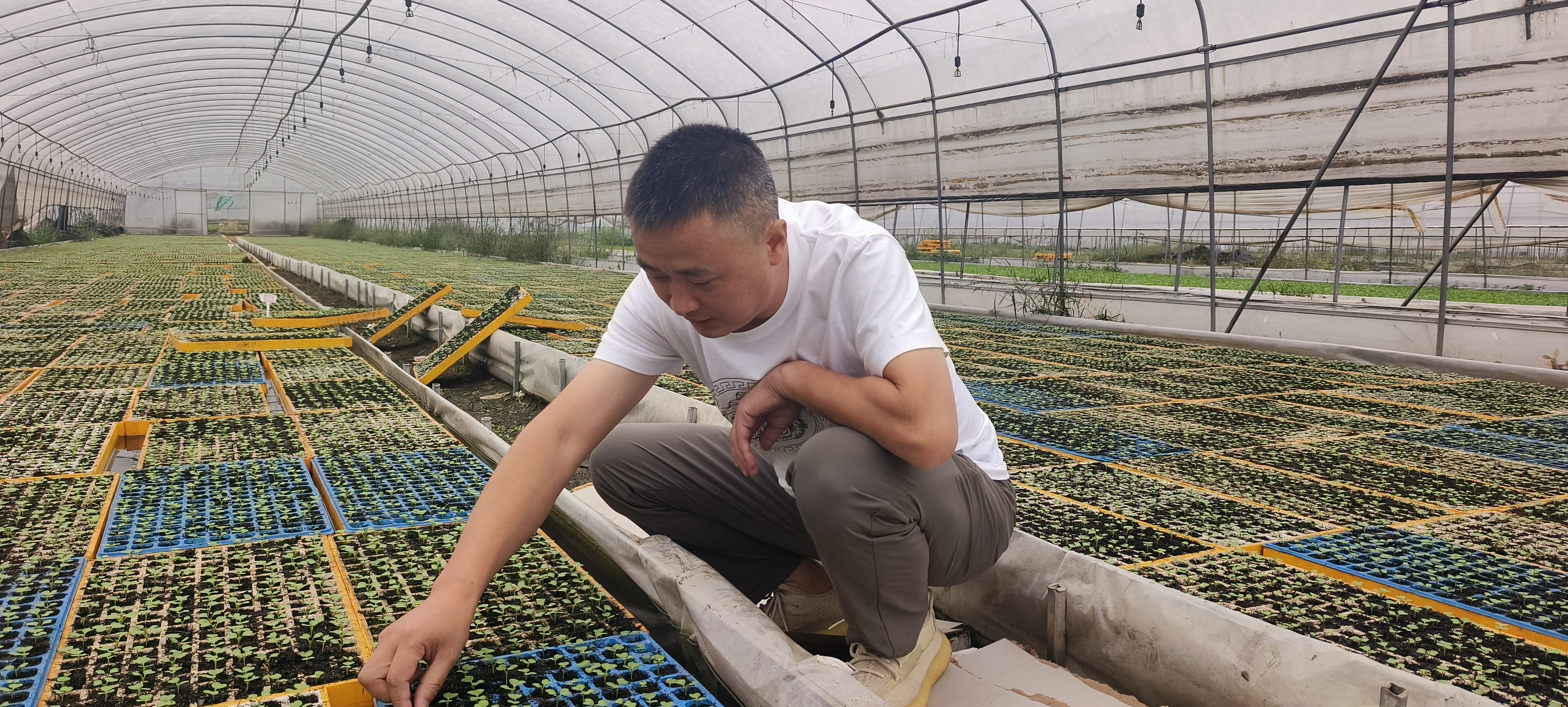 陈俊鹏查看菜苗长势 (傅泽瑞 摄)