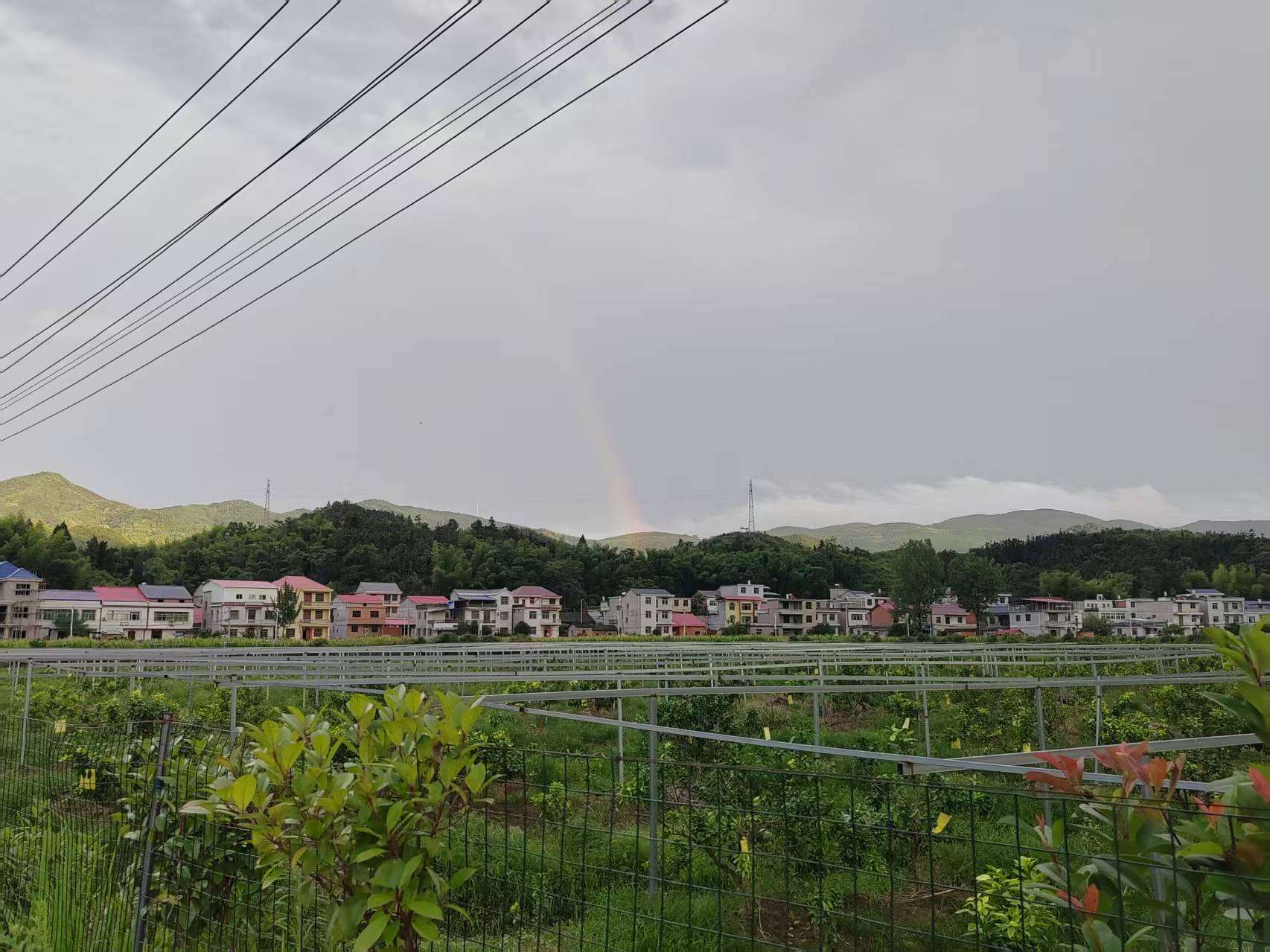 湖田村杂柑基地(柯文杰 摄)