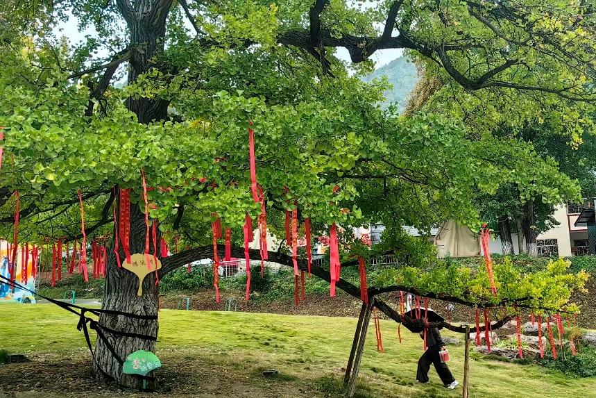 千年古银杏树群一隅(何方 摄)
