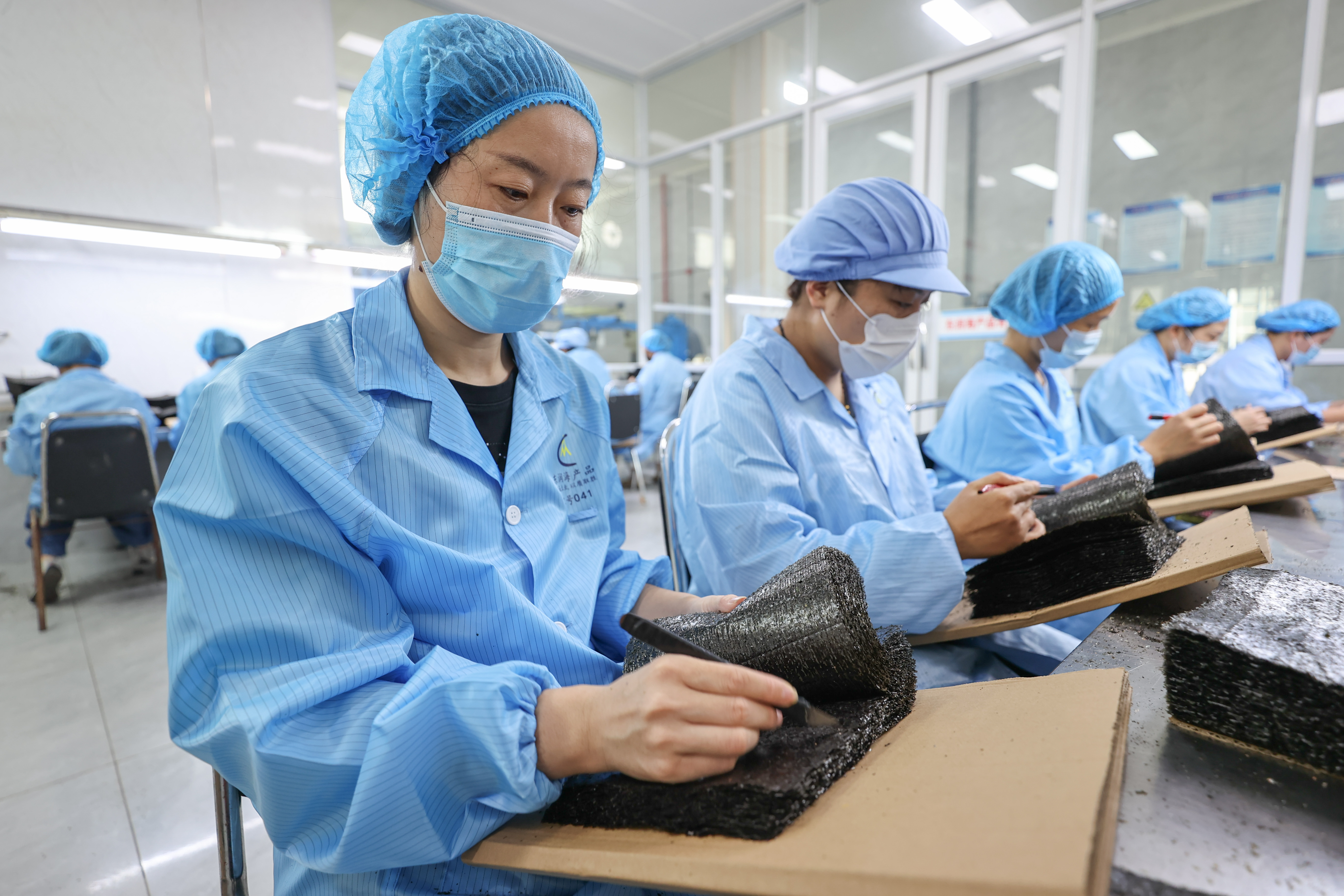 10月11日,在赣榆区柘汪镇一家紫菜加工企业,工人们在检查干紫菜。(司伟 摄)
