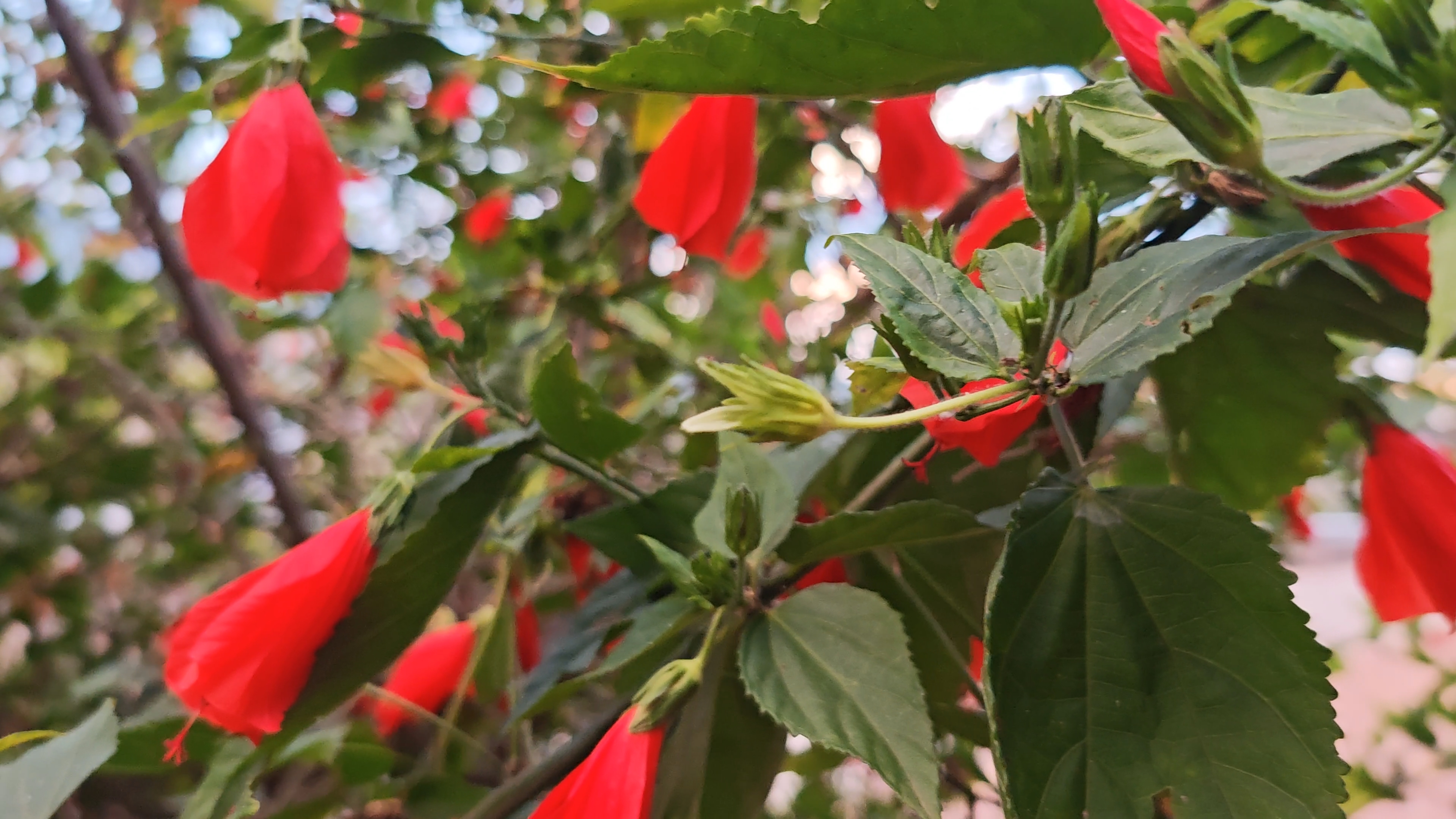 垂花悬铃花进入盛花期(钟兰蓉 摄)