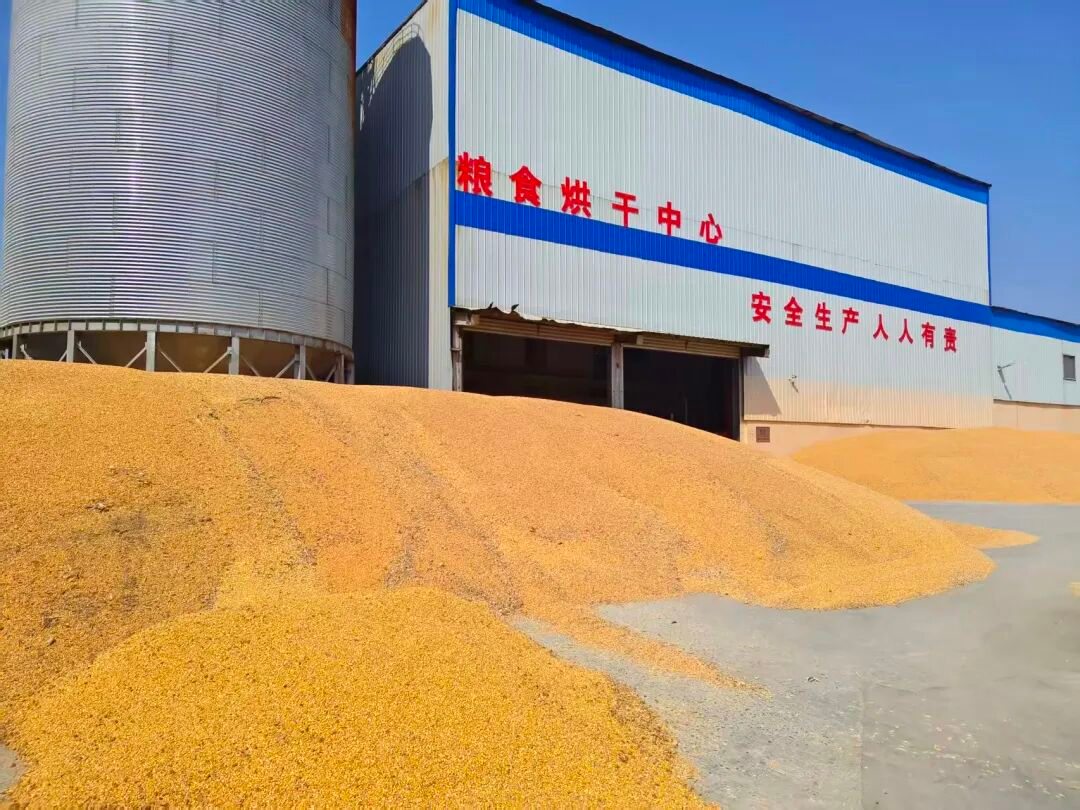 烘干现场(肖馨雨 摄)