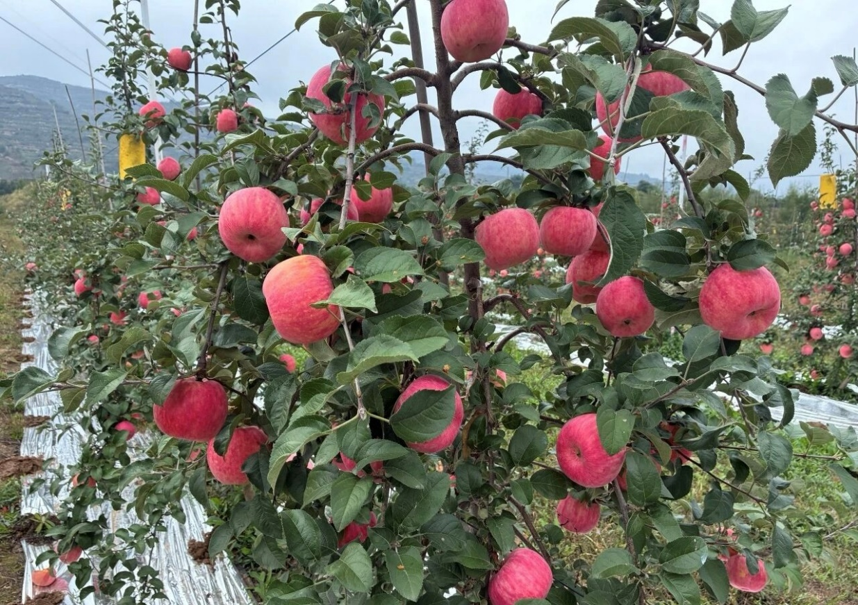 秦脆苹果缀满枝头(李标 摄)
