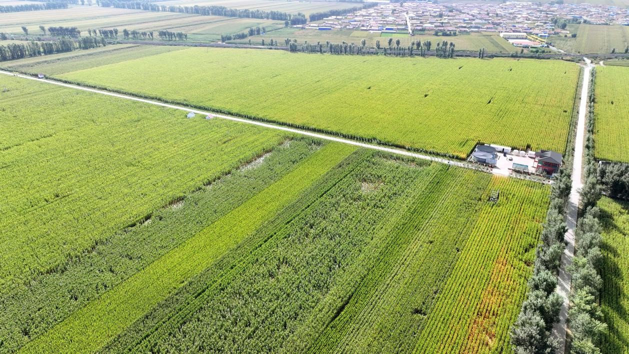 科尔沁区千亩控制百亩同步水肥自动化基地 ( 张博 摄)