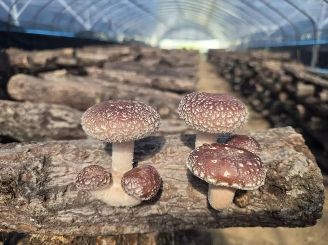 段木香菇(杨小慧 摄)