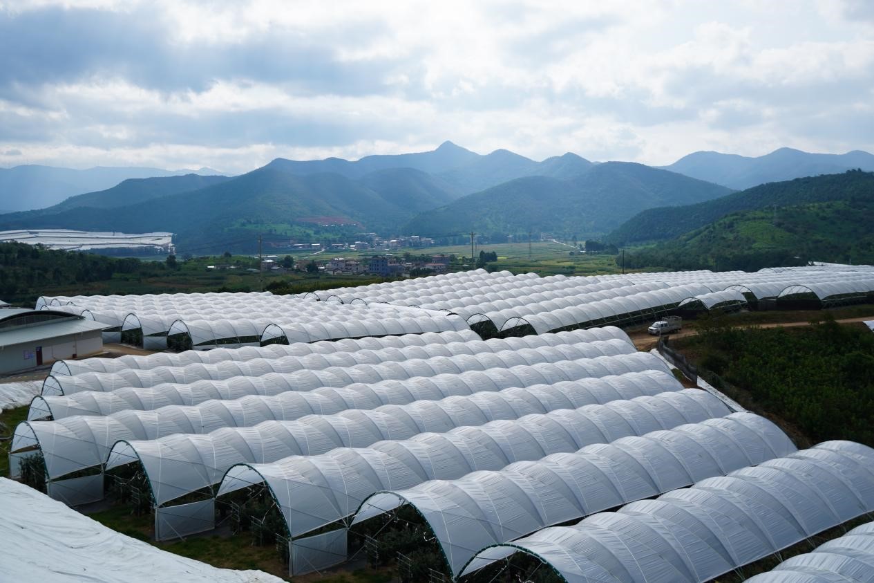 米甸镇三家村现代化小浆果种植基地 (徐亚园 摄)