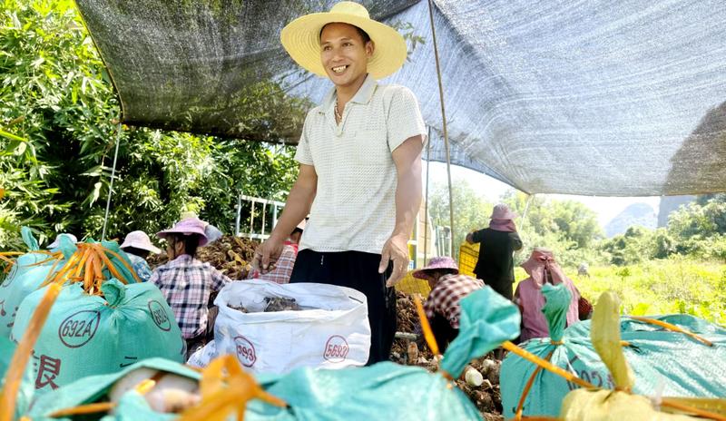 收购商到田间地头收购刚采收的新鲜香芋(陶胜平 摄)
