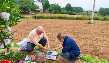 当地农技人员在油菜试验播种前进行计量登记 (附尧琳 摄)