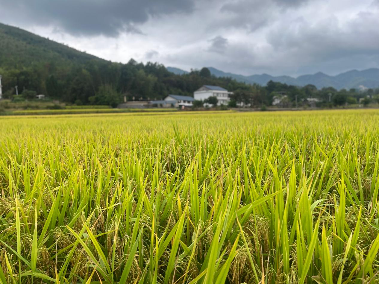 千亩示范方一角 (项俊平 摄)