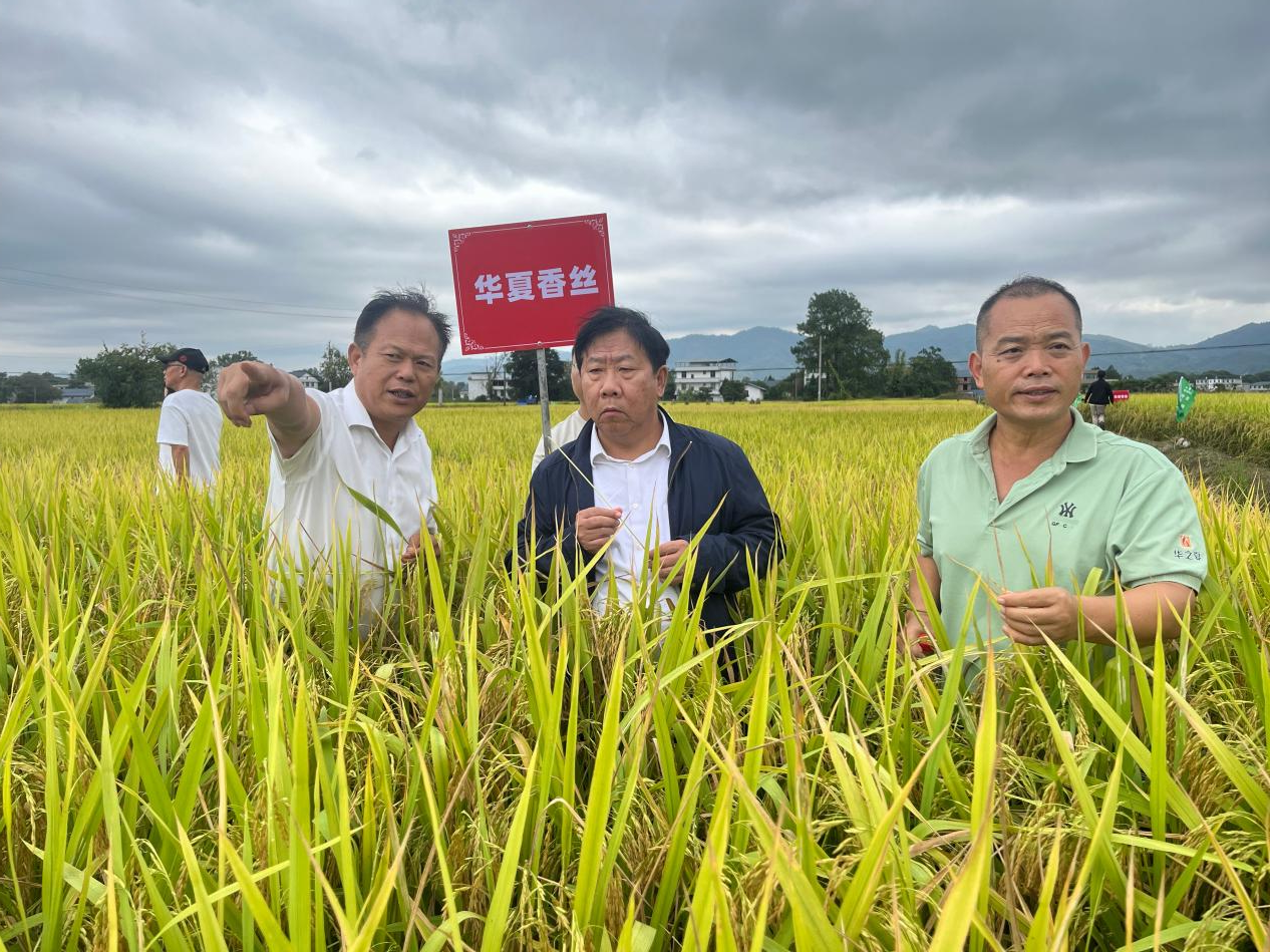三邦农业董事长邹赣南(左一)向研究员游艾青(中)、吴陵松(右一)介绍“华夏香丝”种植情况。(项俊平 摄)