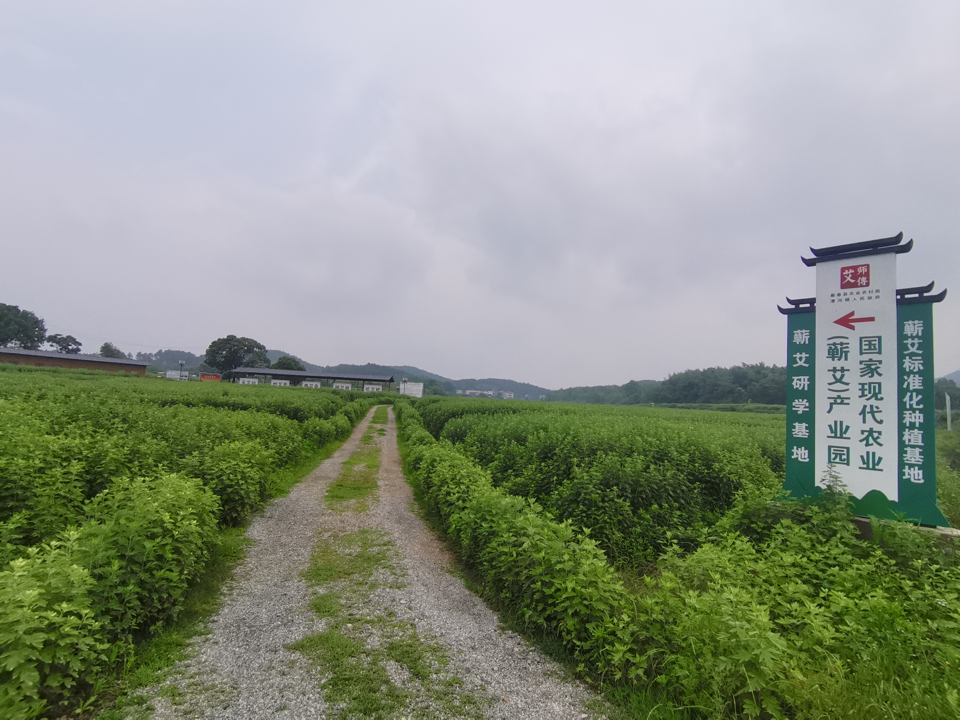 湖北艾师傅科技有限公司蕲艾种植基地(张聪 摄)