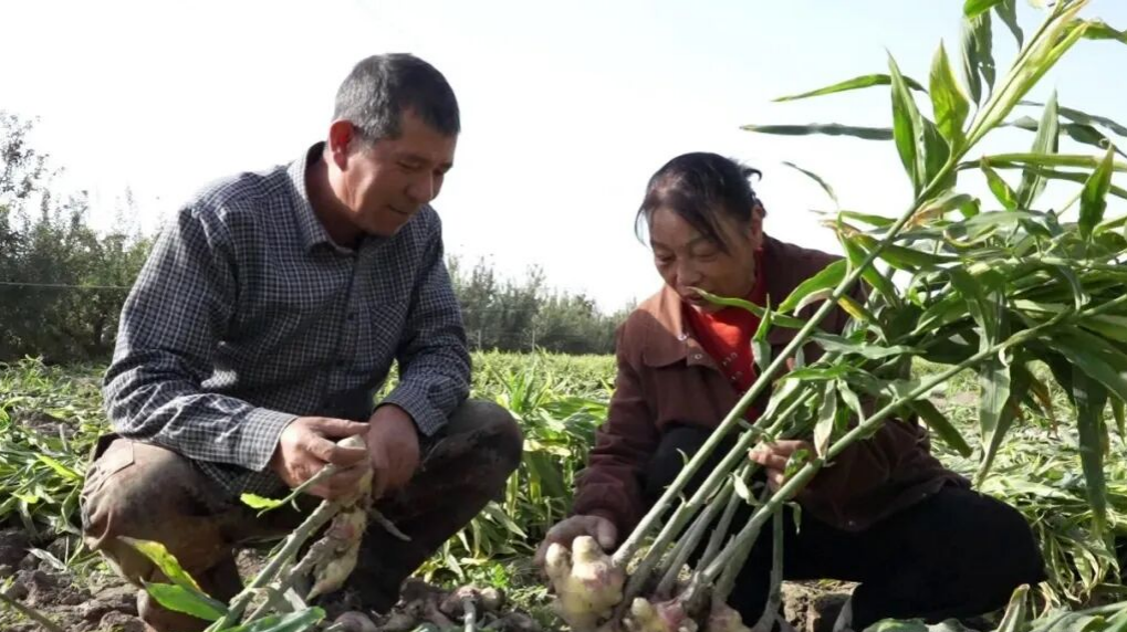 工人们正在清理生姜根茎泥土、剪除多余茎秆(孙季鸿 摄)
