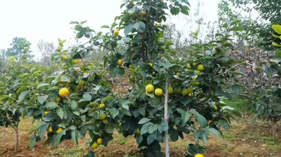 视频 | 河南三门峡市陕州区：“太秋甜柿”硕果盈枝
                                                        
